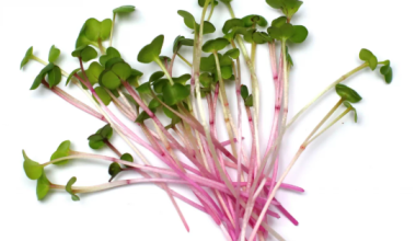 Raddish Microgreens