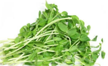 Sunflower Shoots