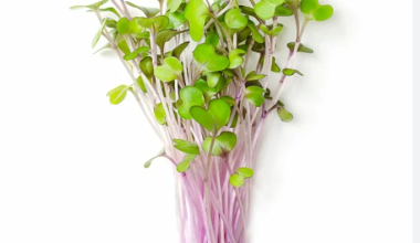 RED Cabbage Microgreens