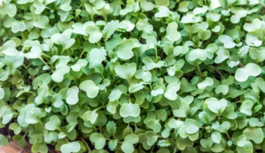 Mustard Microgreens